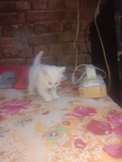 75Persian kitten