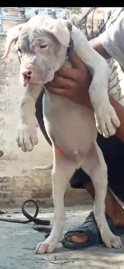 Pakistani bully pup