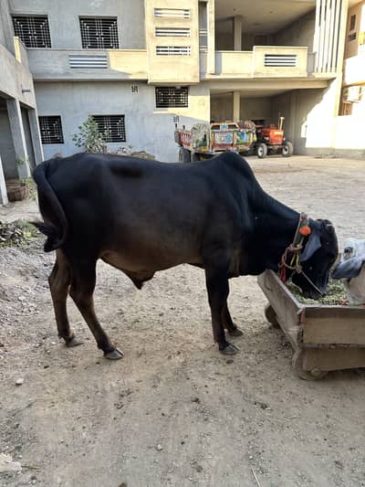 Wacha for sale