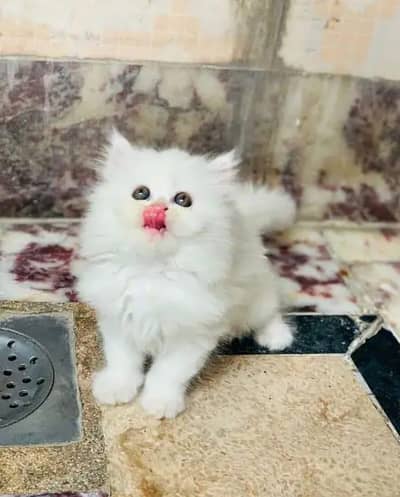 Persian kitten for urgent sale my WhatsApp number 03484366658