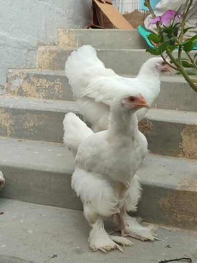 Murghi White Buff Hens
