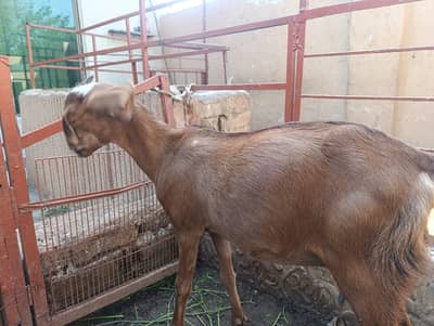 Bakri with female kid // ٹیڈی بکری فیمل بچے کے ساتھ