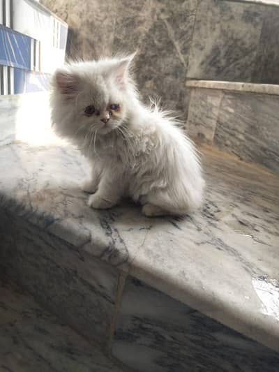white Persian kitten for sale