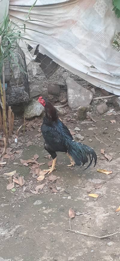 lakha miskha bird high qualty ki chez ha