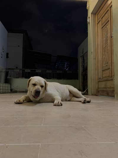 Superb British Labrador female