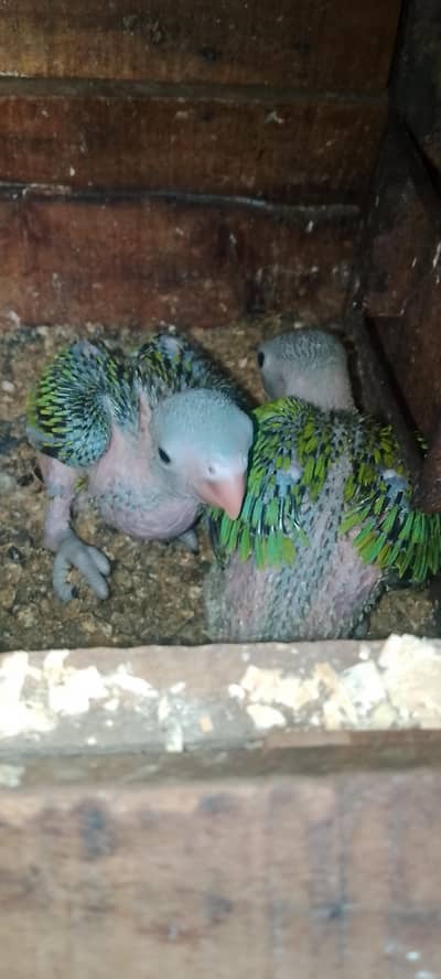 cocktail green parrat  2 piece