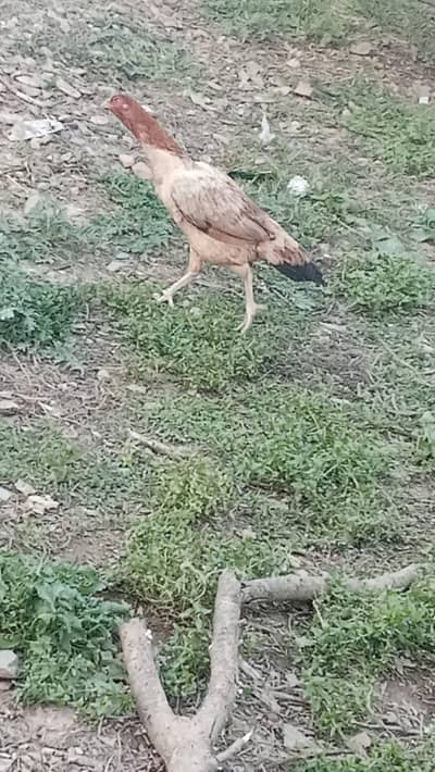 good breeding female