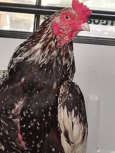 pure aseel lasani blue eyes