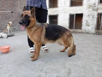 German shepherd big size female