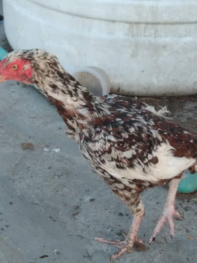 pure desi , aseel hens