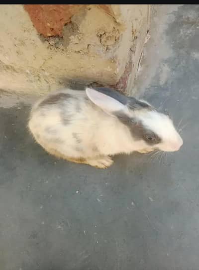 sales for Rabbits  male female joda 6000 black white color