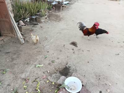 fully freesh eggs laying breed