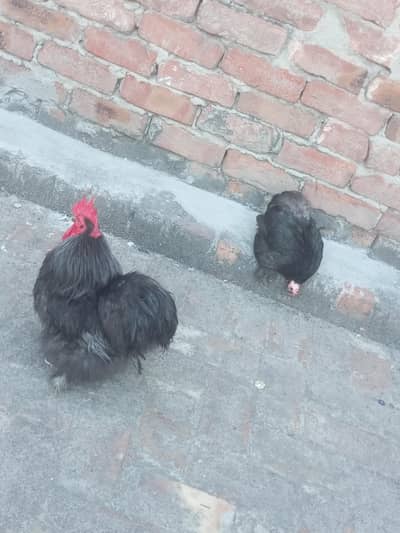 Black Bantam Pair