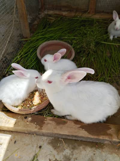 rabbit red eyes  bunnies