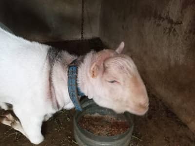 white taddy bakea breader white eyes