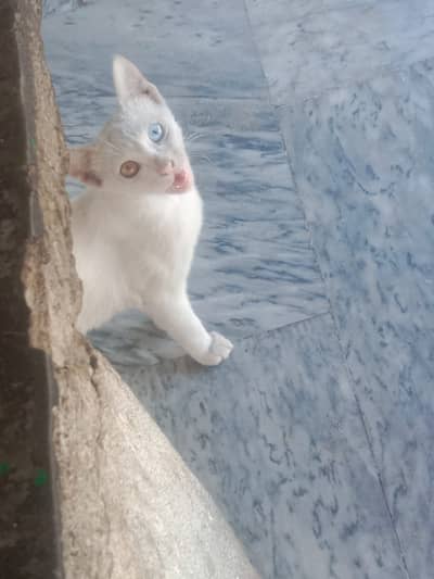 Unique different color of eyes