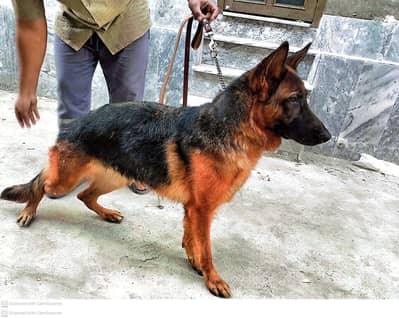 top quality Bread German shepherd