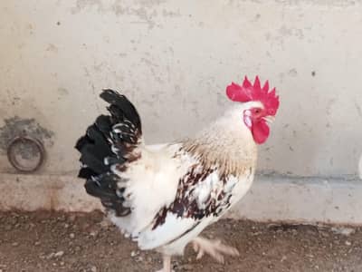 Golden Misri Mugha (Roaster) for Sale