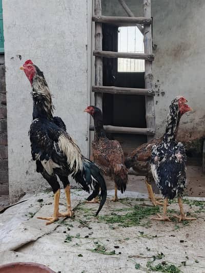 aseel shamo fertile eggs available 100%
