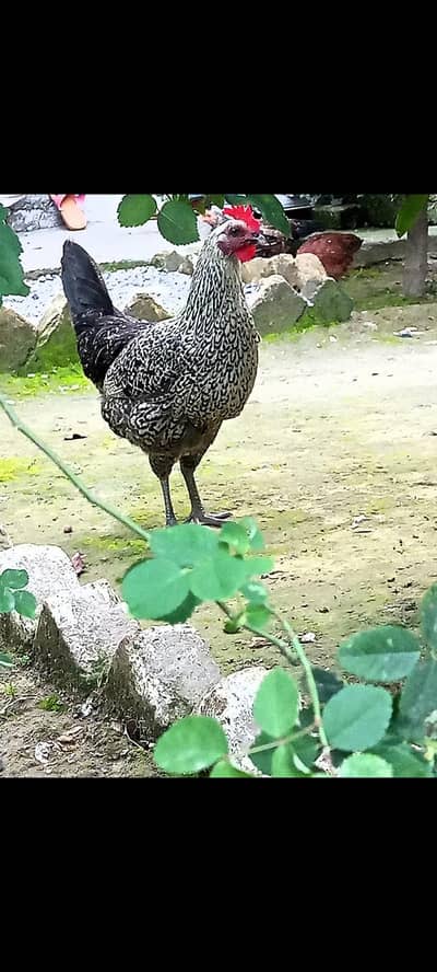 Misri Hen For Sale