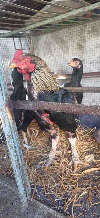 Aseel male and female pair