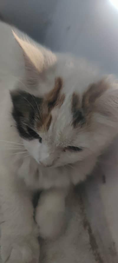 male female  price only 6k