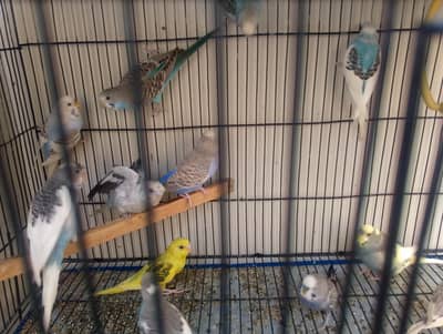 Budgies Parrot for sale