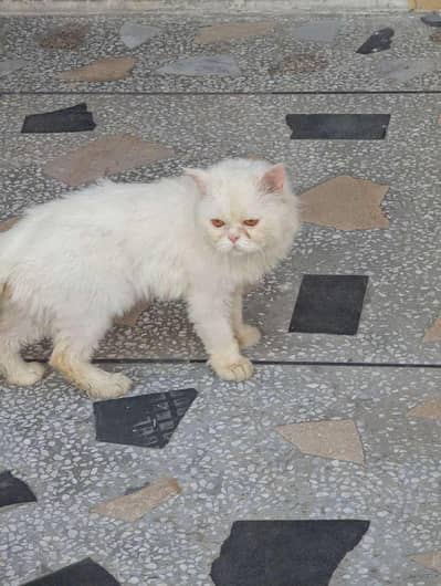 Pure White Persian Cat for Sale – Friendly & Healthy
