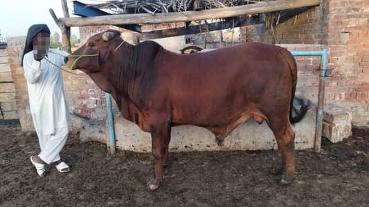 wacha bachra  katta bull /Qrbani ka janwar / Qurbani 2026