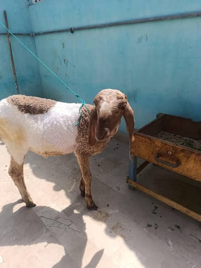 MashaAllah 4 se 5 month k Dumbe Larkana + khajla Cross