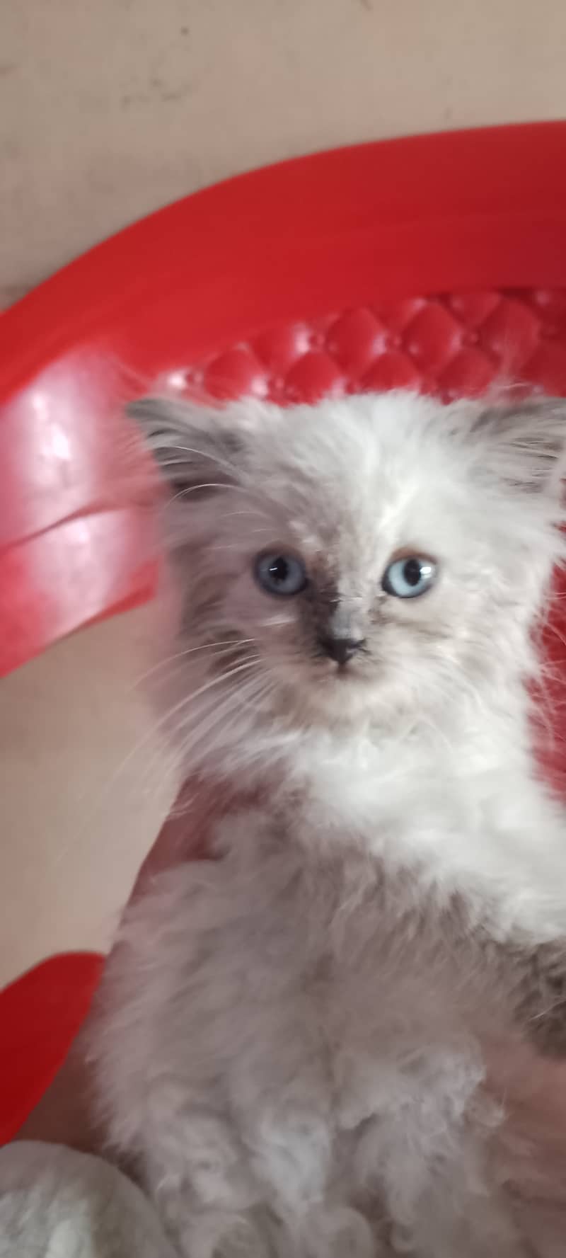 Pure Persian - Cats - 1113216068