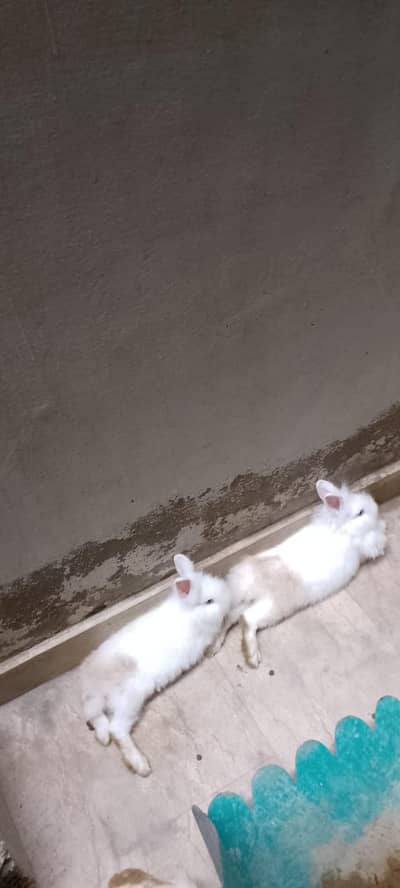Teddy dwarf rabbit 2 pairs and 1 adult