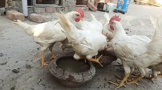 White Beauty Broiler Pathy