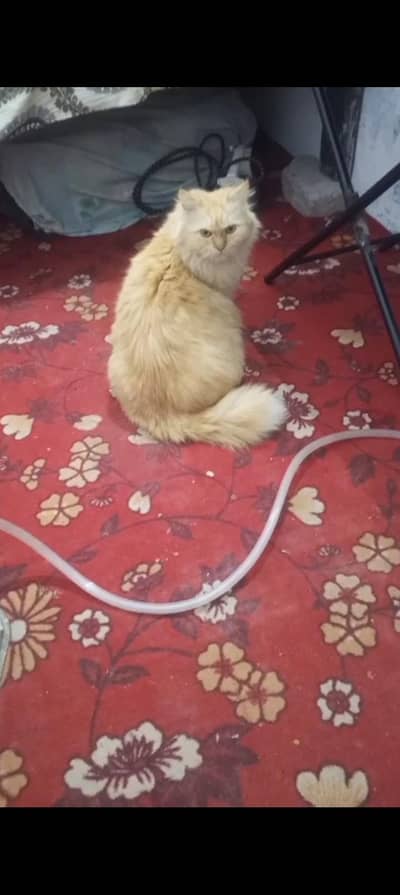 pure Persian breader