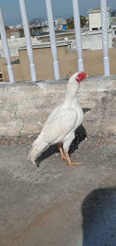 Aseel Heera Madi healthy and active