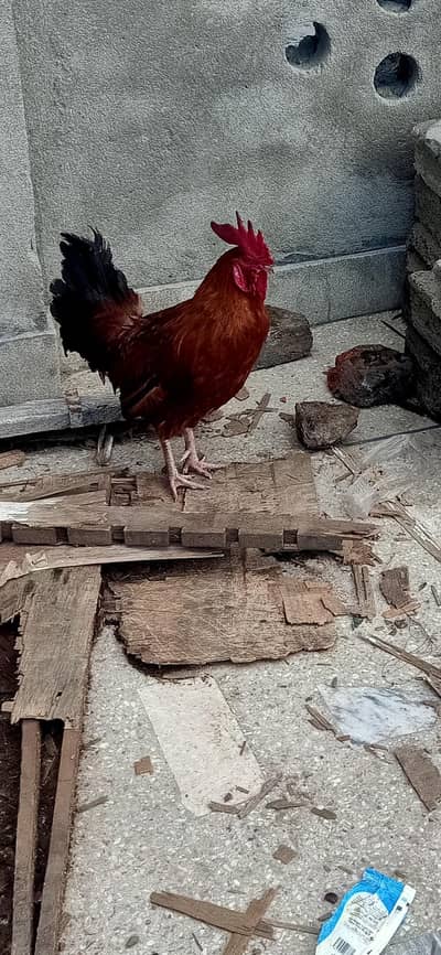 Desi Murgha for sale