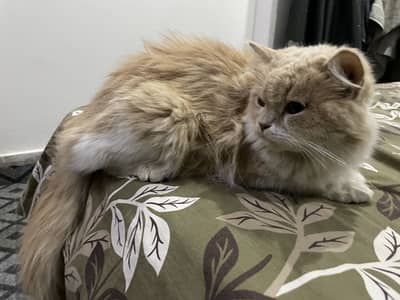 Breeder Female 1.2 years old Tripple Coated