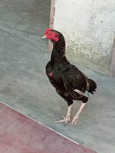 Aseel pair available