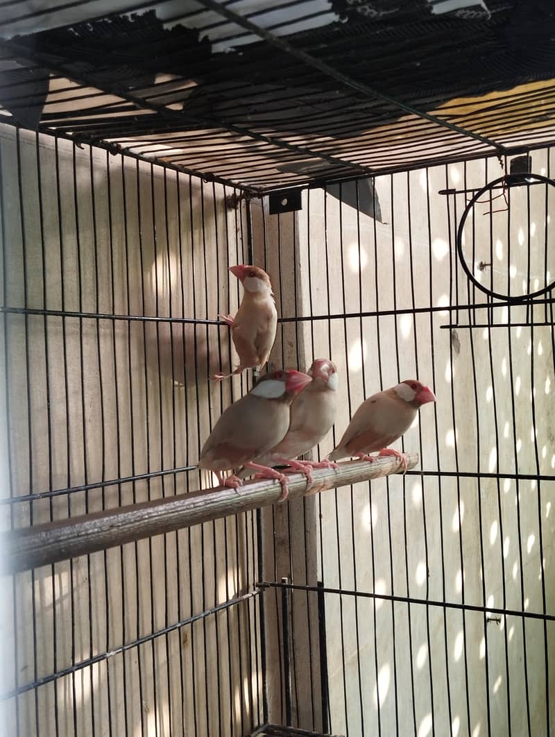 Fawn And Silver Java Breeder Pair 0