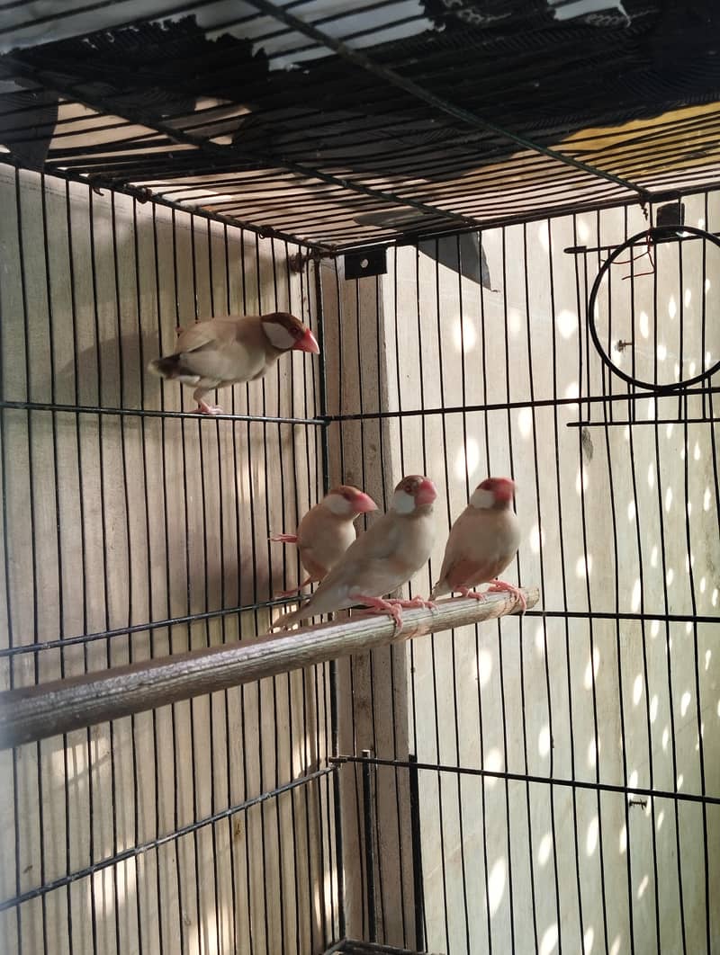 Fawn And Silver Java Breeder Pair 1