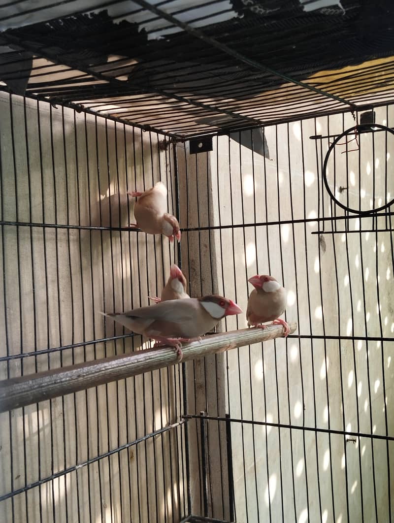 Fawn And Silver Java Breeder Pair 2