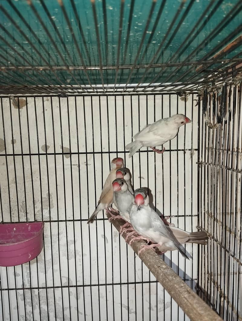 Fawn And Silver Java Breeder Pair 3