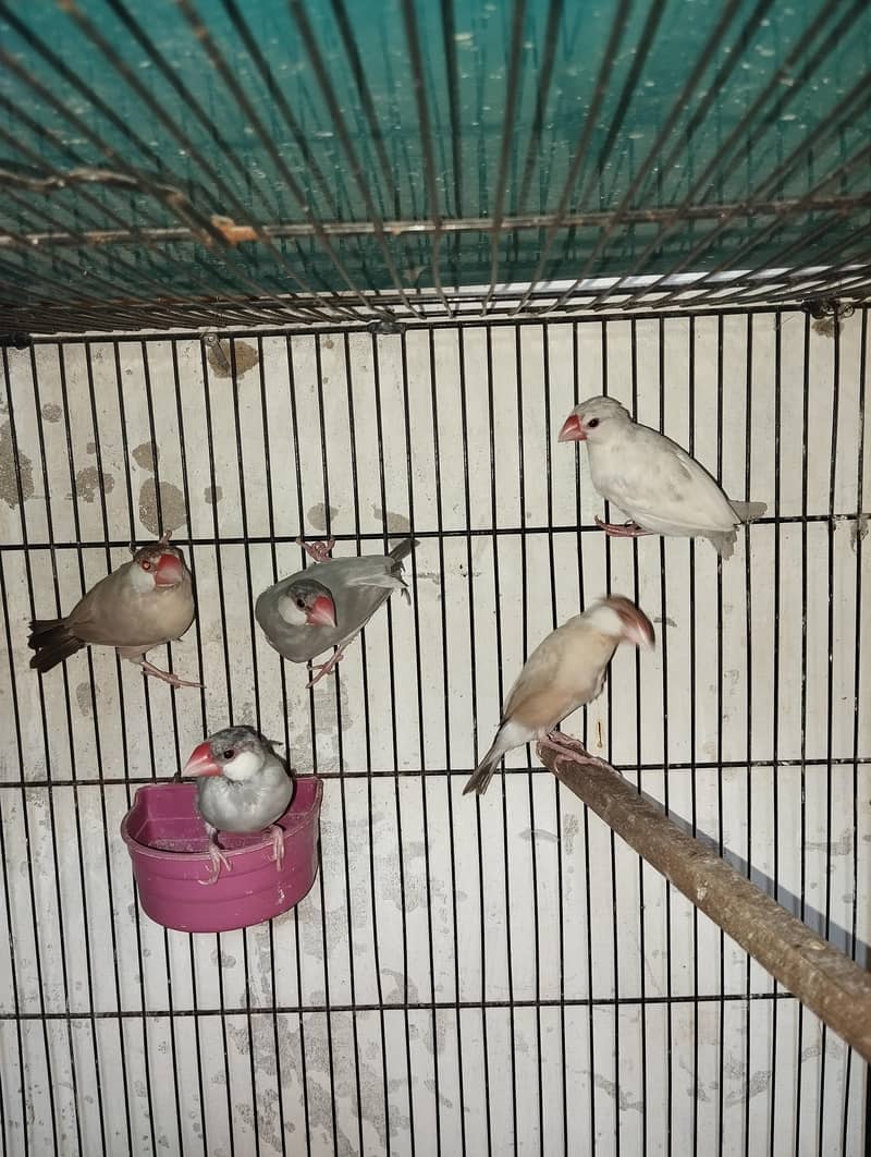 Fawn And Silver Java Breeder Pair 4