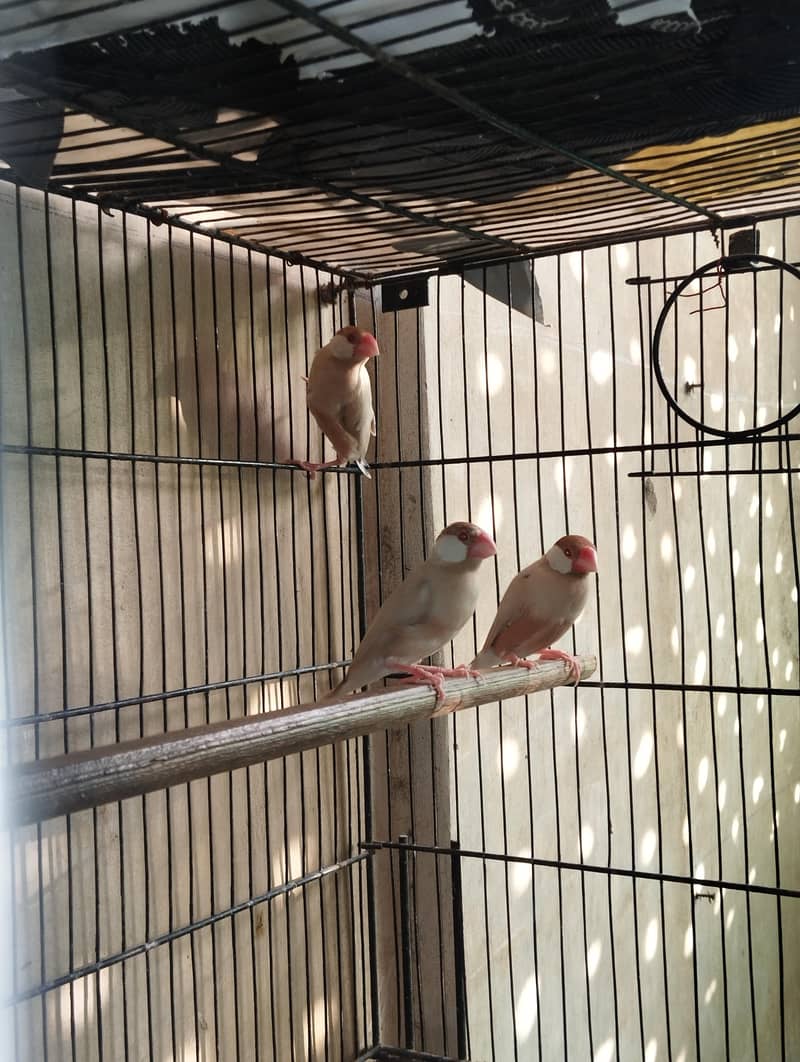 Fawn And Silver Java Breeder Pair 5