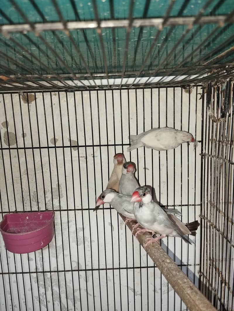 Fawn And Silver Java Breeder Pair 6