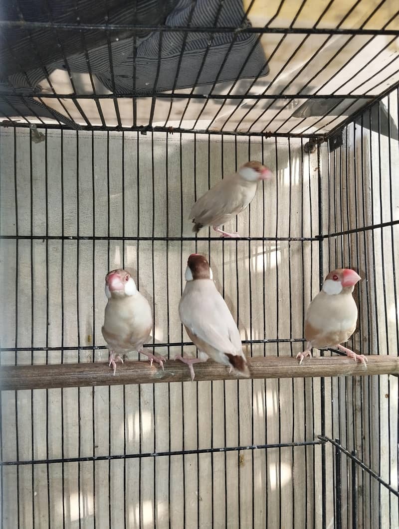 Fawn And Silver Java Breeder Pair 7