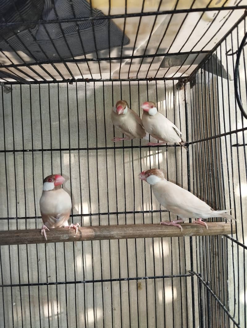 Fawn And Silver Java Breeder Pair 8