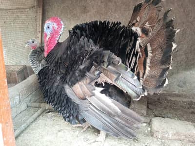 Turkey Breeder 2 Male 1 Female