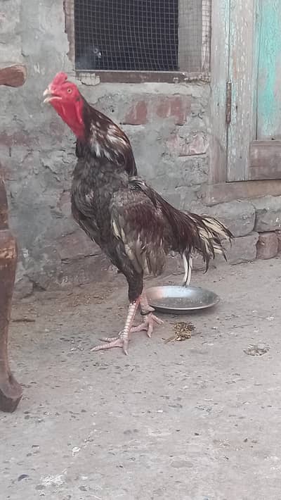 Top quality aseel murgha