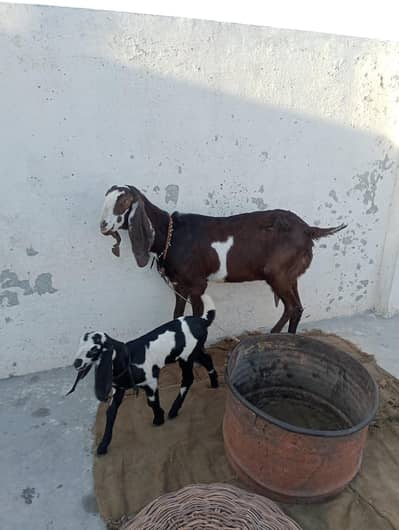 Goats with baby